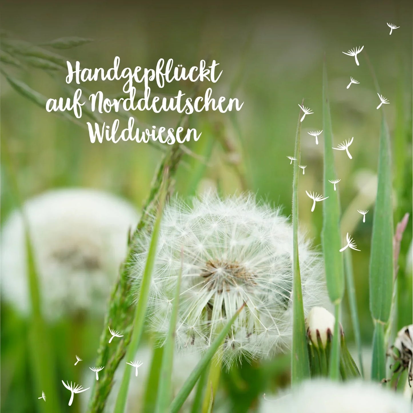 Großer Wunscherfüller – Pusteblume im Glas