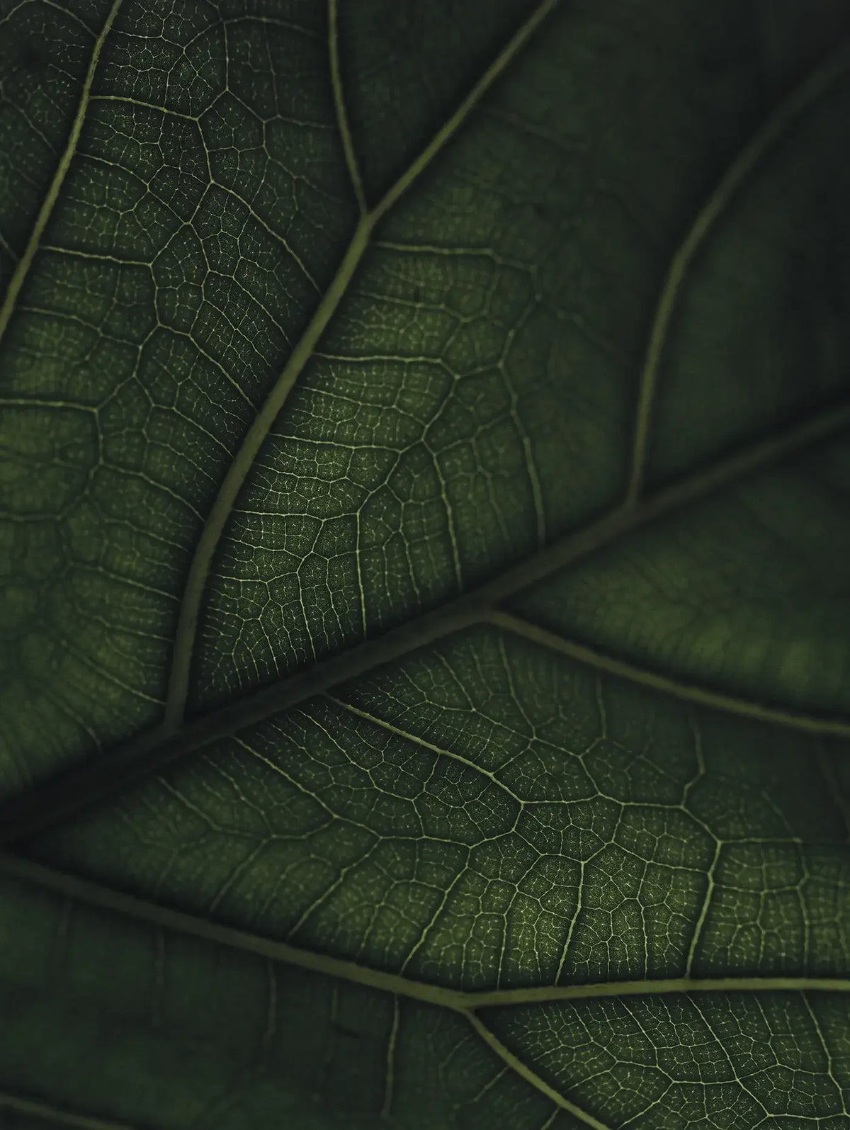 Green Home Book - Coffee Table Book - Grün Wohnen