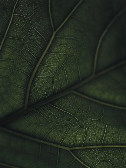 Green Home Book - Coffee Table Book - Grün Wohnen