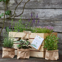 Kräuterkiste "Blümchen & Bienchen"