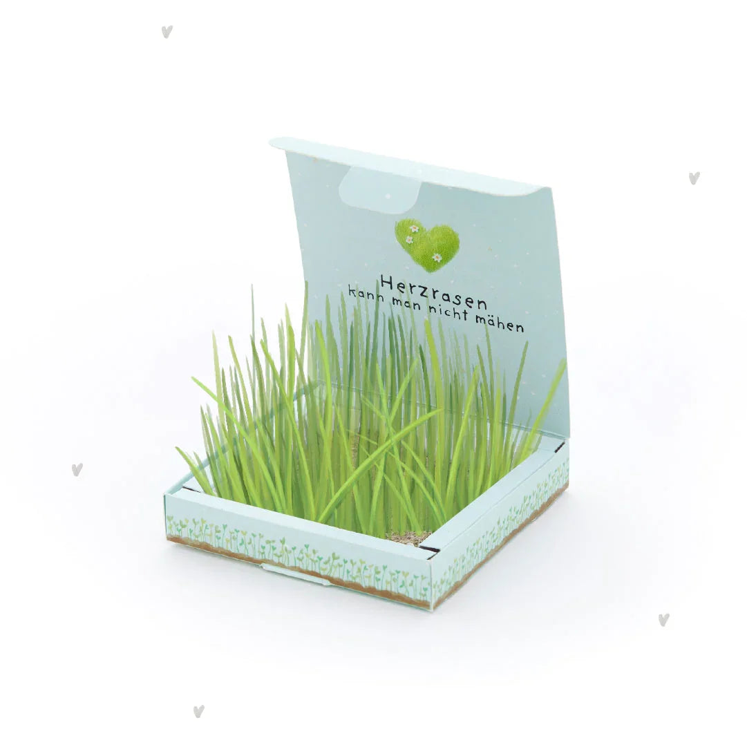 Pflanzkästchen - Herzrasen