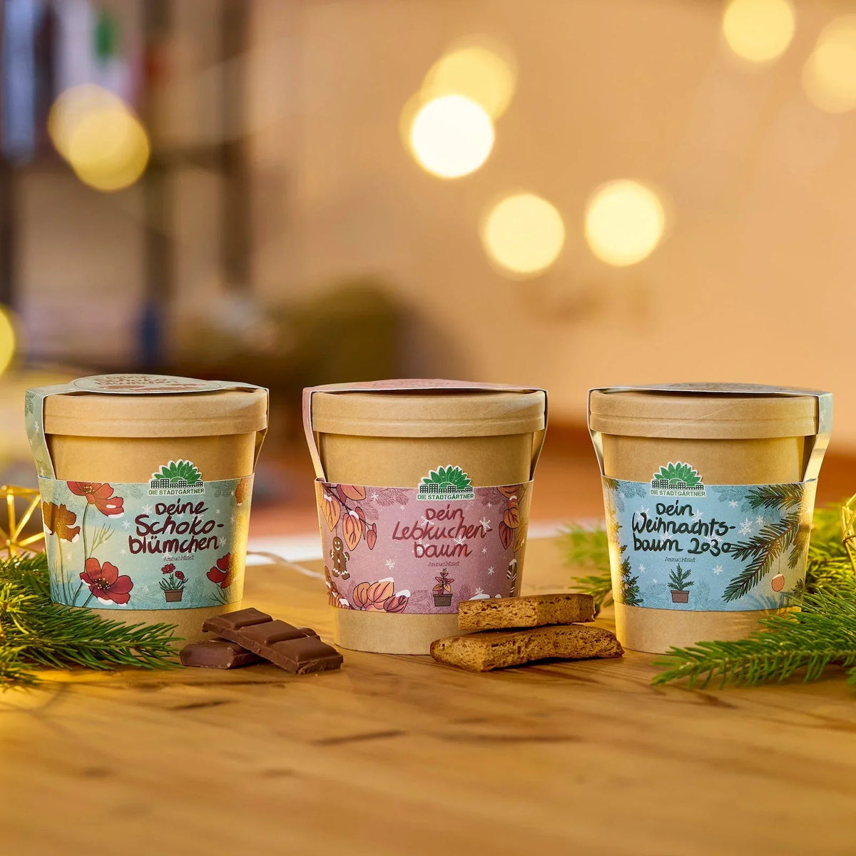 Festliches Anzucht-Set – 3 weihnachtliche Sorten