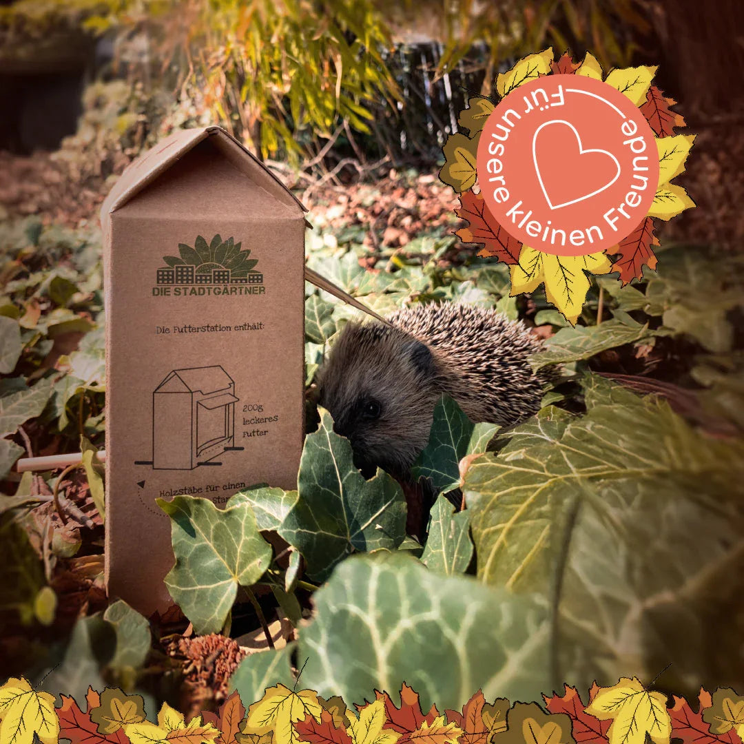 Freiluftbuffet für Igel