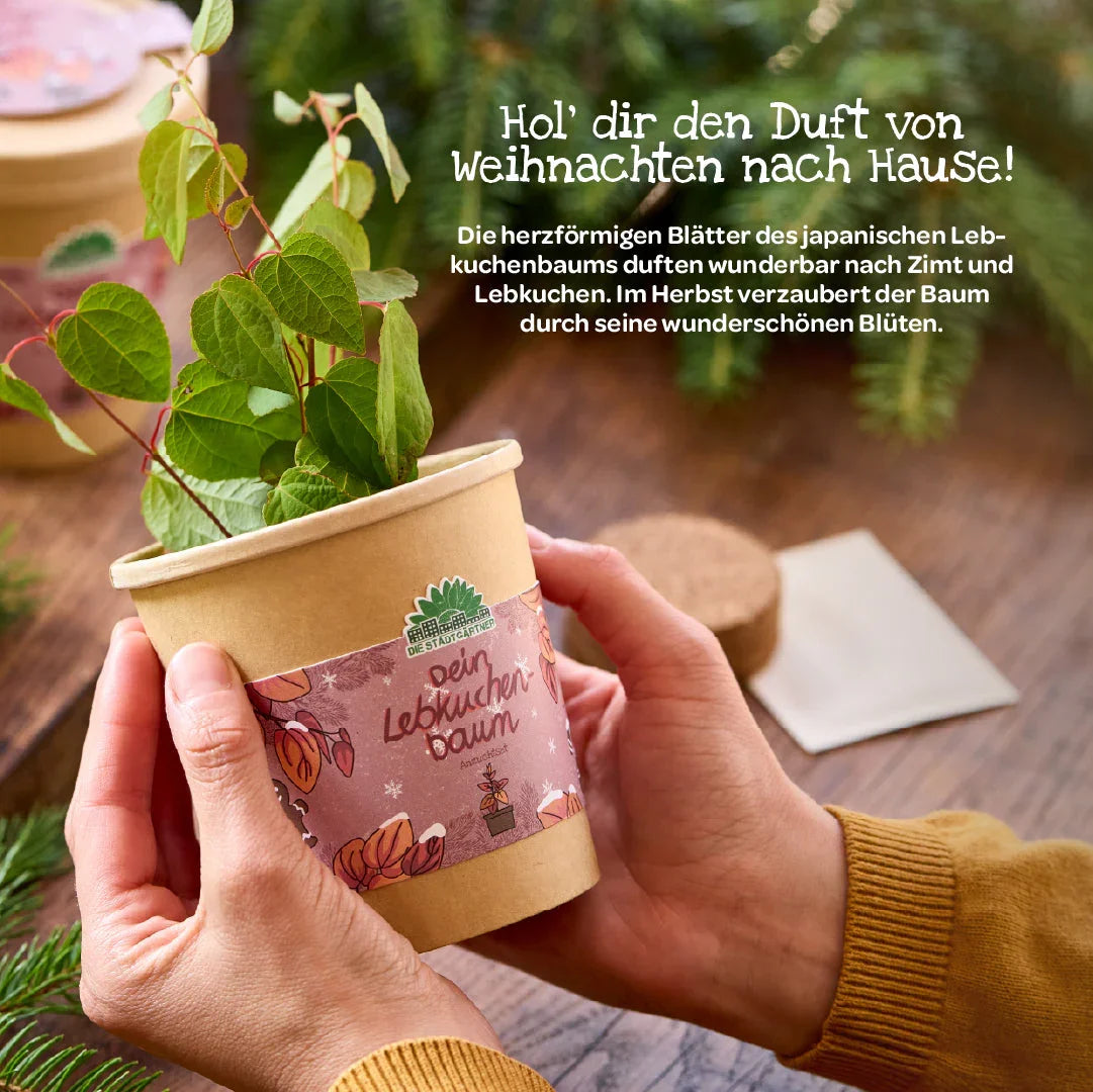 Lebkuchenbaum aus dem Becher