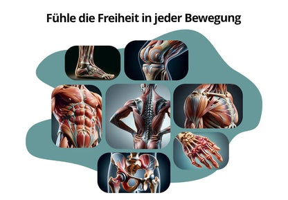 Gelenk+ Box - 14-Tage Intensivkur