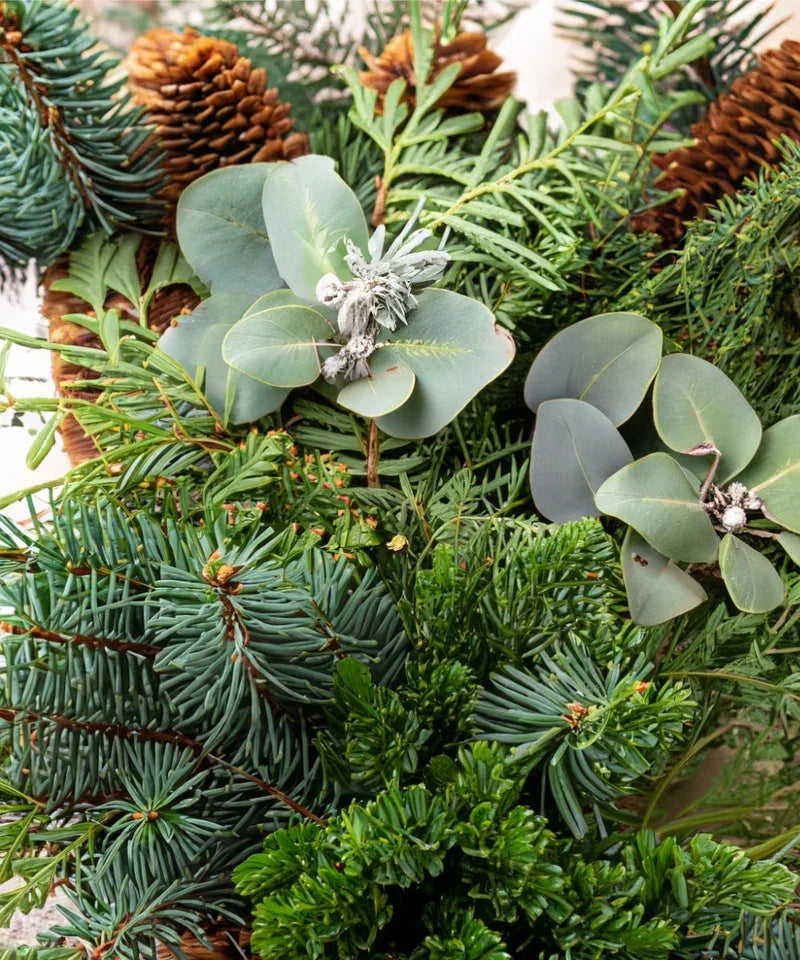 Bio ätherische Öl - „Shinrin Yoku“ – Waldduft für natürliche Entspannung