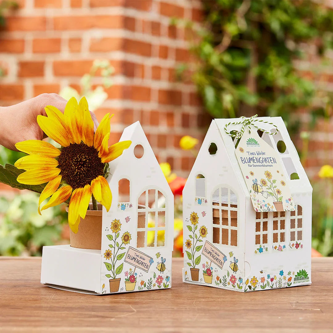 Gewächshäuschen "Timos Blumengarten" – BIO-Sonnenblumen