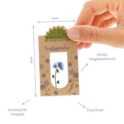 Trostspender – Echtes Vergissmeinnicht