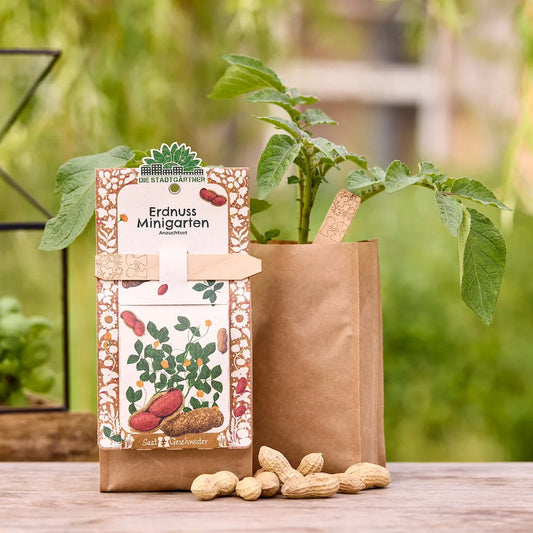 Anzuchtset – Minigarten Erdnuss