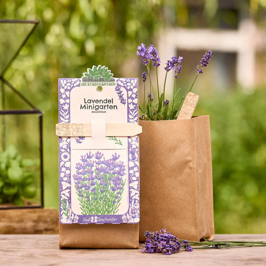 Anzuchtset – Minigarten BIO-Lavendel