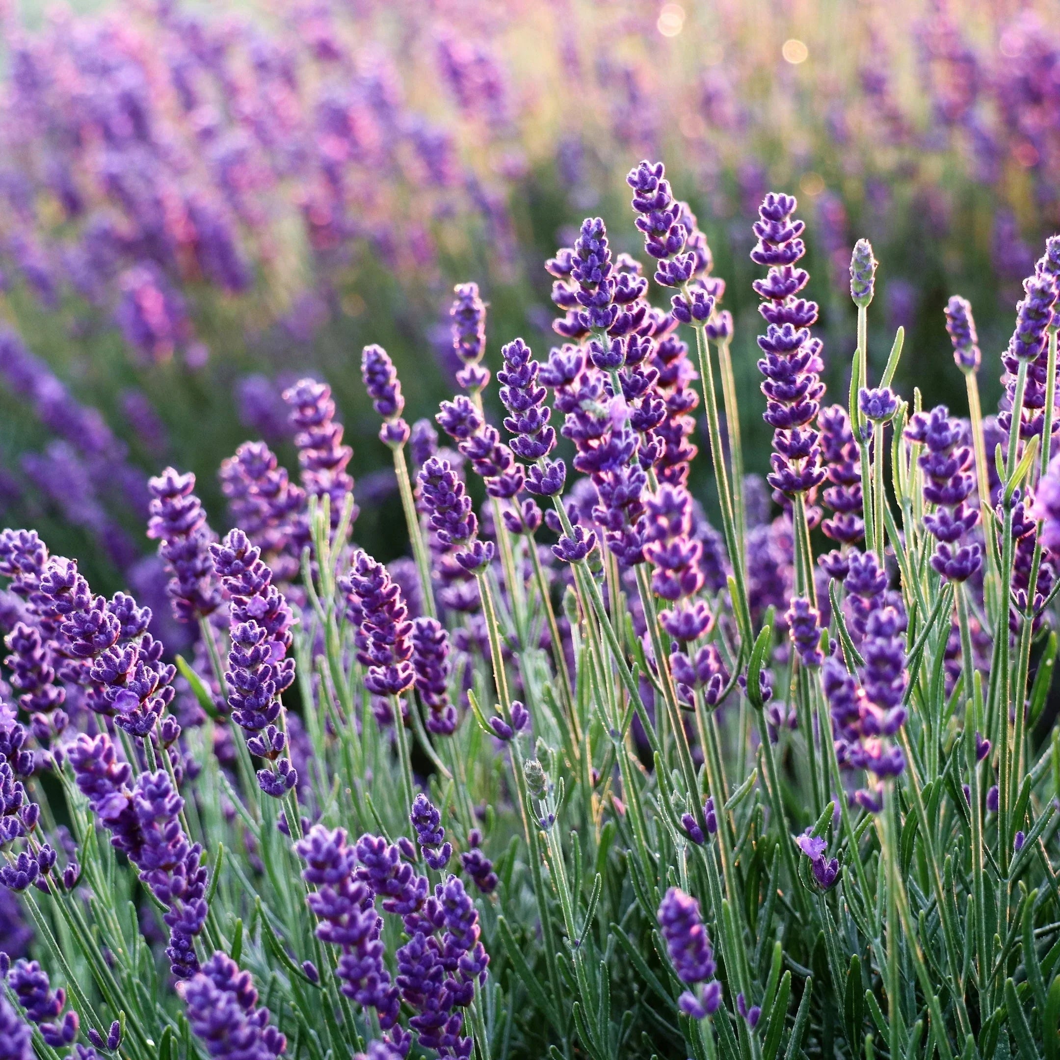 Scented Soy Candle, Isparta Lavender Lane