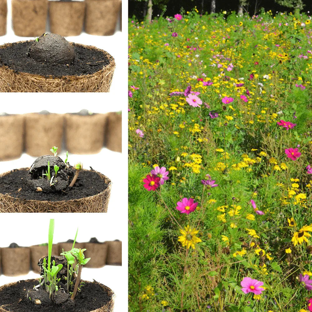 Lose Wildblumen-Samenbomben, unverpackt