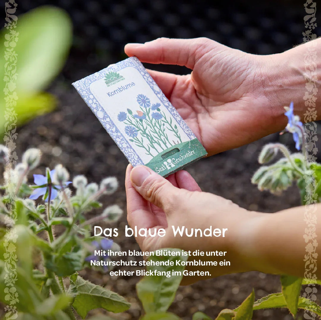 BIO-Saatgut Kornblume