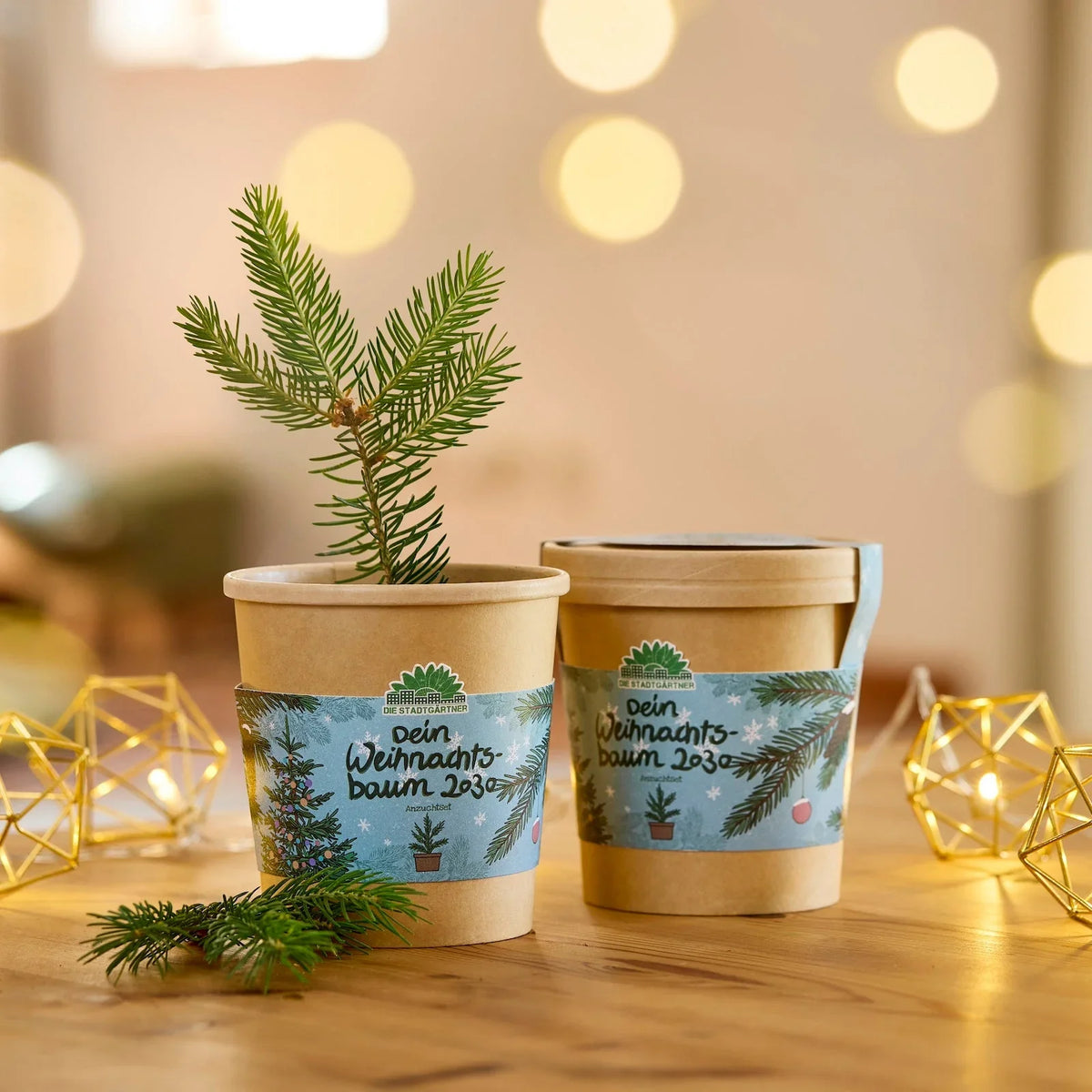 Festliches Anzucht-Set – 3 weihnachtliche Sorten