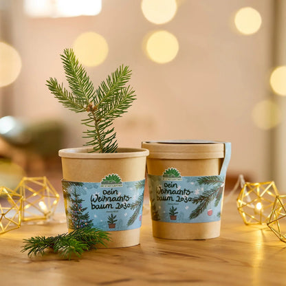 Festliches Anzucht-Set – 3 weihnachtliche Sorten