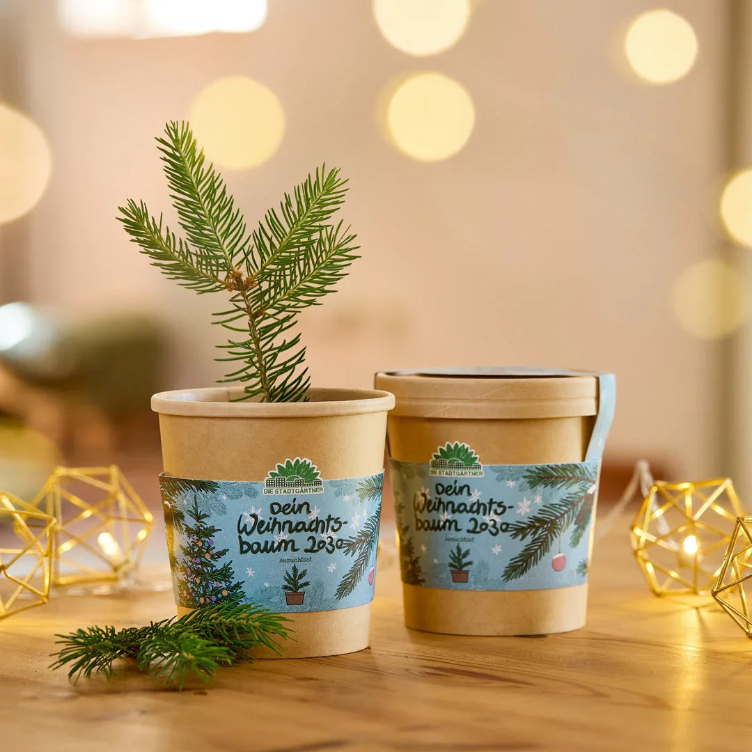 Weihnachtsbaum 2030 aus dem Becher